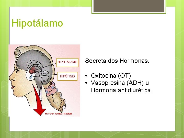 Hipotálamo Secreta dos Hormonas. • Oxitocina (OT) • Vasopresina (ADH) u Hormona antidiurética. 