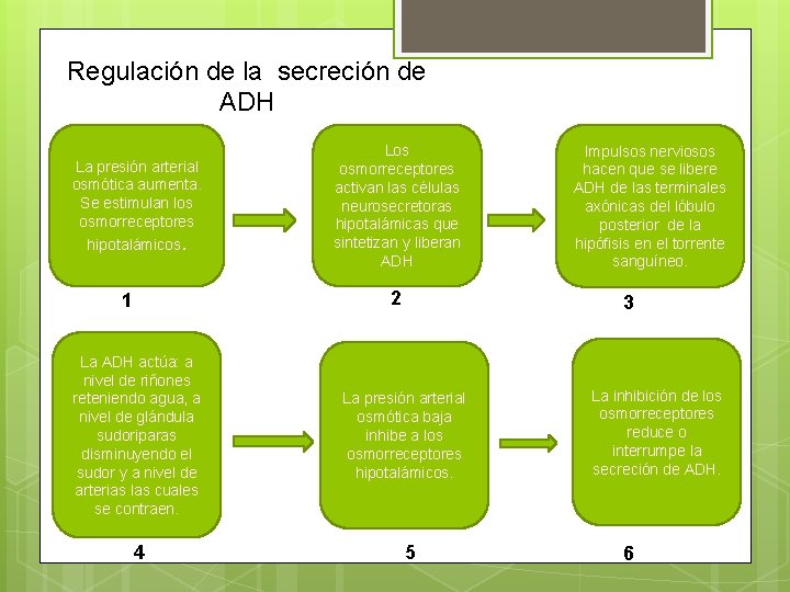 Regulación de la secreción de ADH La presión arterial osmótica aumenta. Se estimulan los