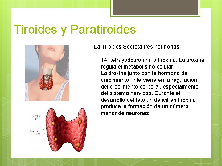Tiroides y Paratiroides La Tiroides Secreta tres hormonas: • T 4 tetrayodotironina o tiroxina:
