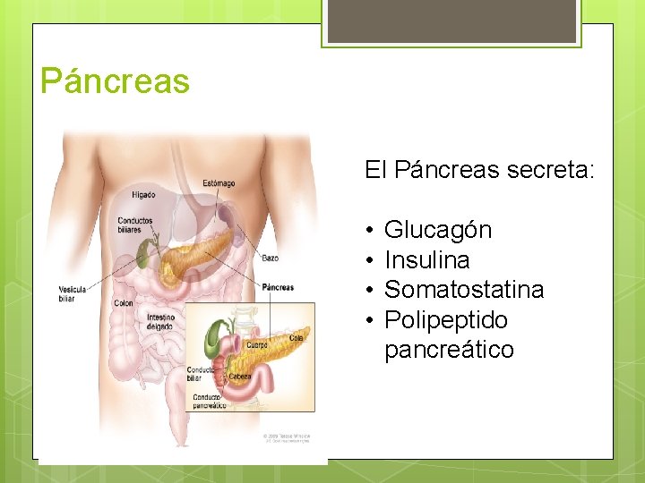 Páncreas El Páncreas secreta: • • Glucagón Insulina Somatostatina Polipeptido pancreático 