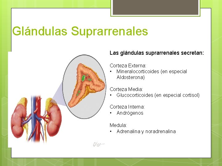 Glándulas Suprarrenales Las glándulas suprarrenales secretan: Corteza Externa: • Mineralocorticoides (en especial Aldosterona) Corteza