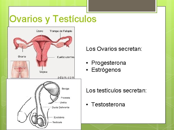 Ovarios y Testículos Los Ovarios secretan: • Progesterona • Estrógenos Los testículos secretan: •