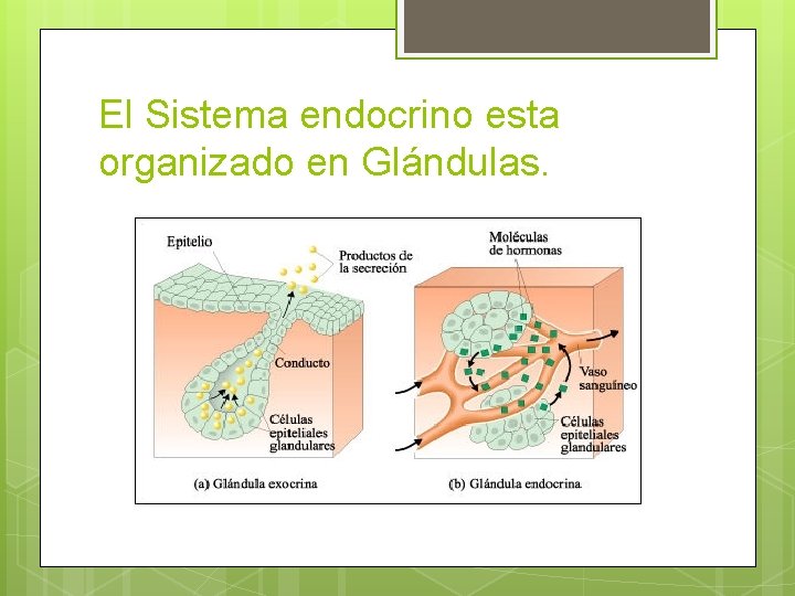 El Sistema endocrino esta organizado en Glándulas. 