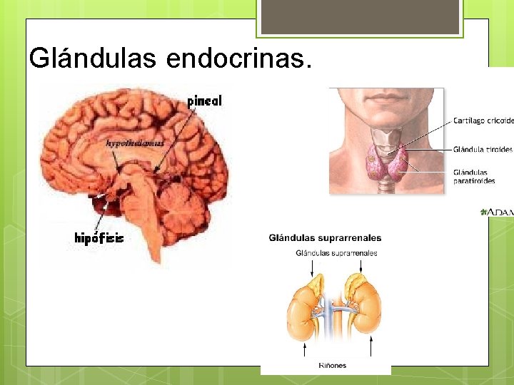  Glándulas endocrinas. 