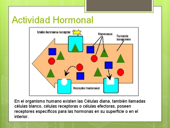 Actividad Hormonal En el organismo humano existen las Células diana, también llamadas células blanco,