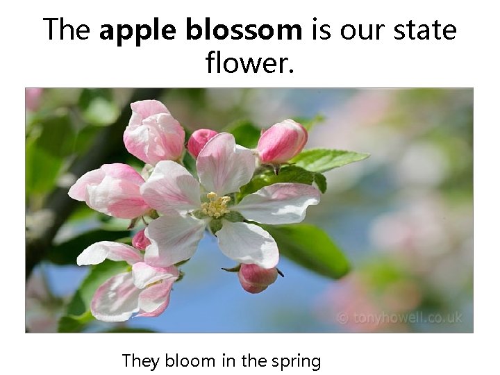 The apple blossom is our state flower. They bloom in the spring 