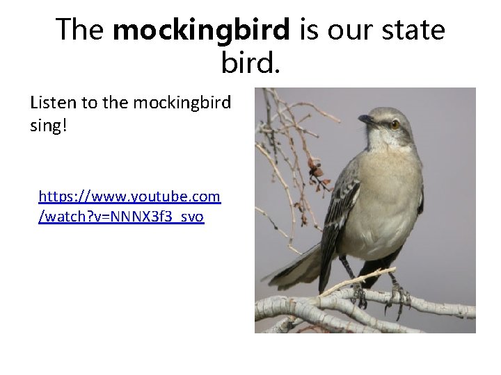 The mockingbird is our state bird. Listen to the mockingbird sing! https: //www. youtube.