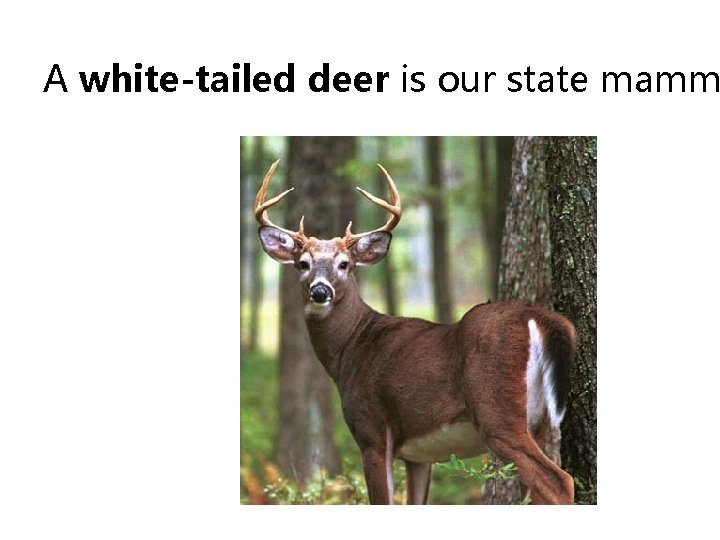 A white-tailed deer is our state mamm 