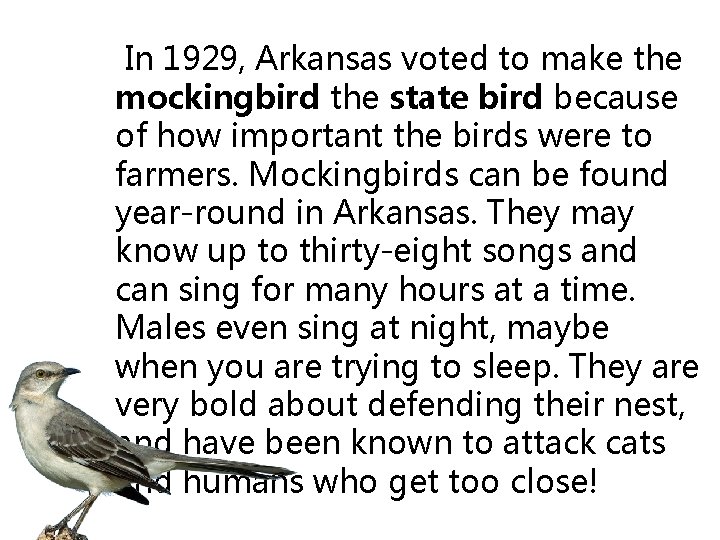  In 1929, Arkansas voted to make the mockingbird the state bird because of