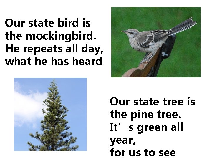 Our state bird is the mockingbird. He repeats all day, what he has heard