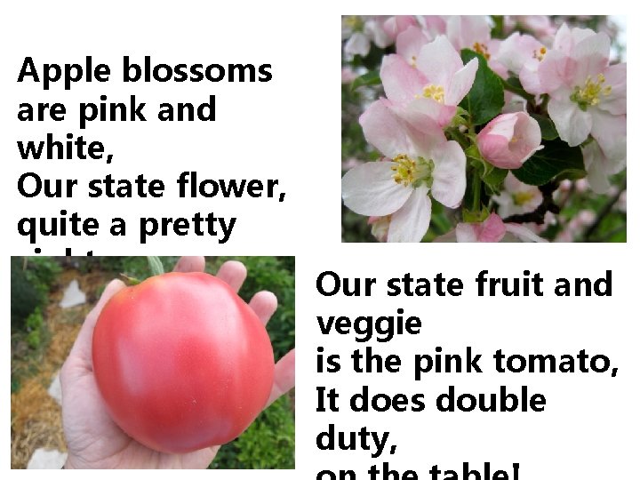 Apple blossoms are pink and white, Our state flower, quite a pretty sight Our