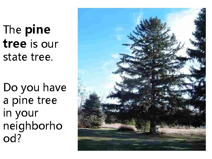 The pine tree is our state tree. Do you have a pine tree in