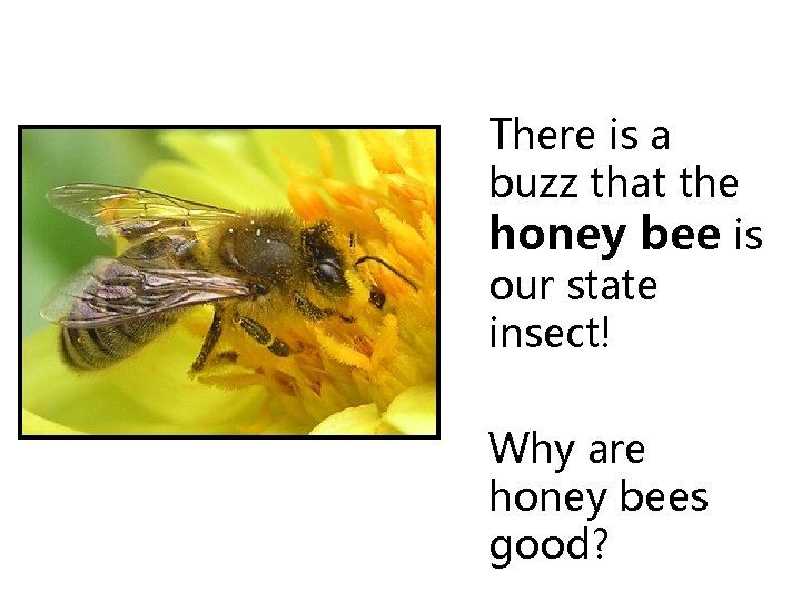 There is a buzz that the honey bee is our state insect! Why are