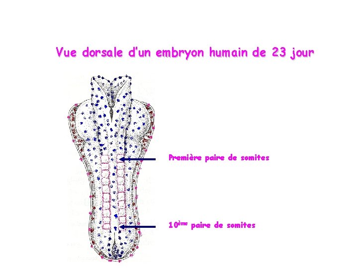 Vue dorsale d’un embryon humain de 23 jour Première paire de somites 10ème paire