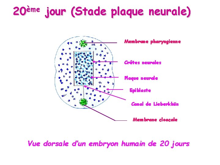 20ème jour (Stade plaque neurale) Membrane pharyngienne Crêtes neurales Plaque neurale Epiblaste Canal de