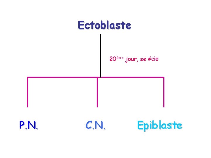 Ectoblaste 20ème jour, se ≠cie P. N. C. N. Epiblaste 