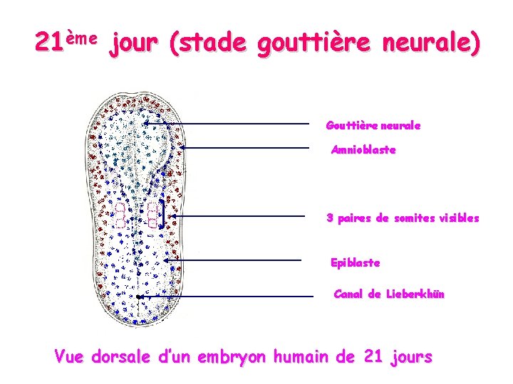 21ème jour (stade gouttière neurale) Gouttière neurale Amnioblaste 3 paires de somites visibles Epiblaste