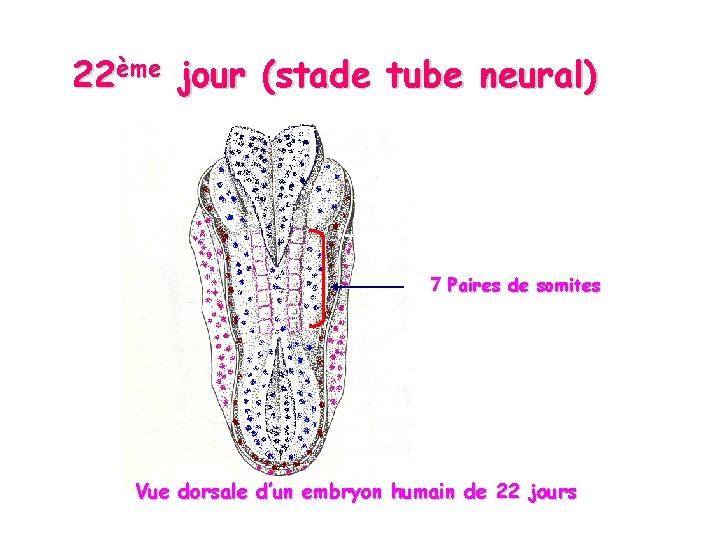 22ème jour (stade tube neural) 7 Paires de somites Vue dorsale d’un embryon humain