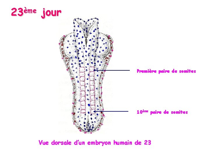 23ème jour Première paire de somites 10ème paire de somites Vue dorsale d’un embryon