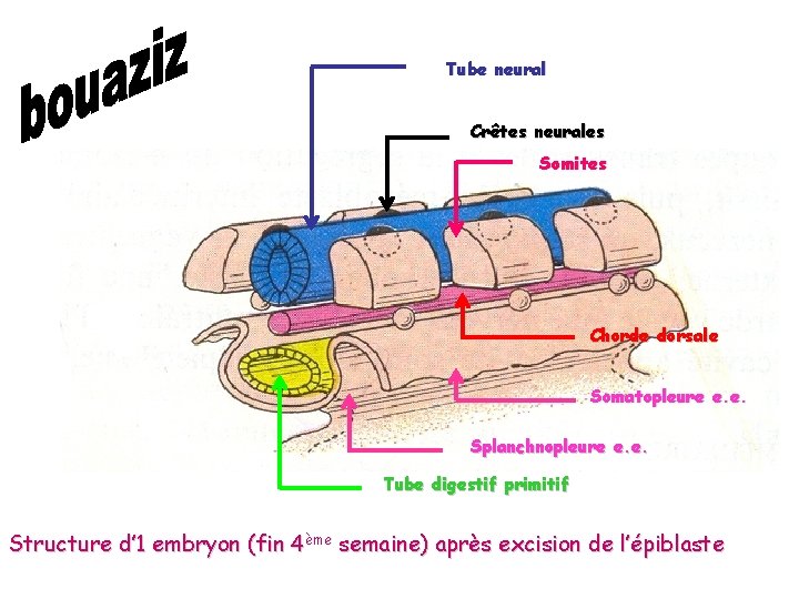 Tube neural Crêtes neurales Somites Chorde dorsale Somatopleure e. e. Splanchnopleure e. e. Tube