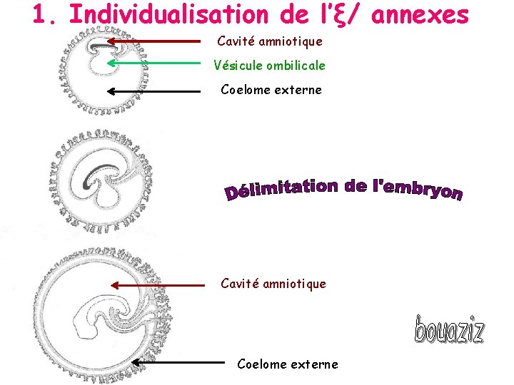 1. Individualisation de l’ξ/ annexes Cavité amniotique Vésicule ombilicale Coelome externe Cavité amniotique Coelome