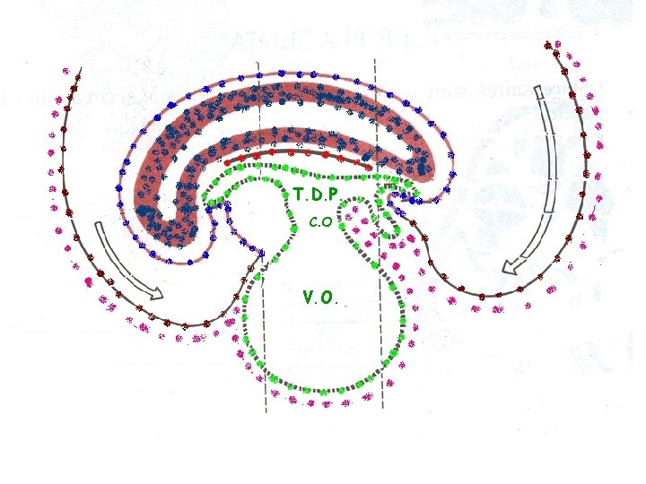 T. D. P. C. O V. O. 