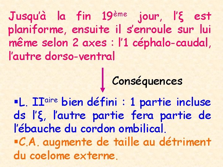 Jusqu’à la fin 19ème jour, l’ξ est planiforme, ensuite il s’enroule sur lui même