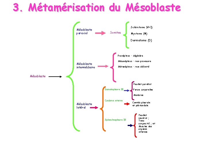 3. Métamérisation du Mésoblaste paraxial Sclérotome (V+I) Somites Myotome (M) Dermatome (D) Pronéphros :