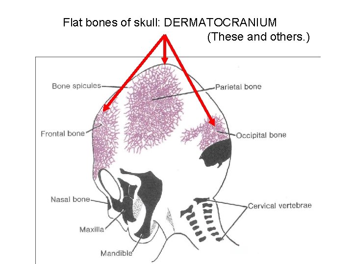 Flat bones of skull: DERMATOCRANIUM (These and others. ) 