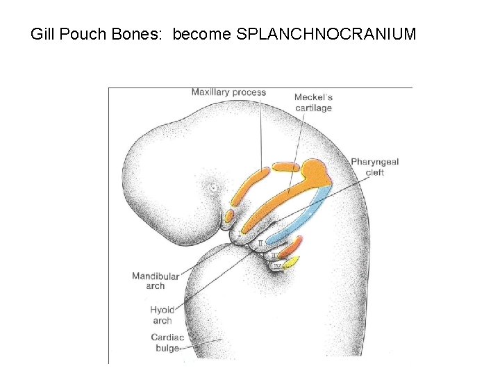 Gill Pouch Bones: become SPLANCHNOCRANIUM 