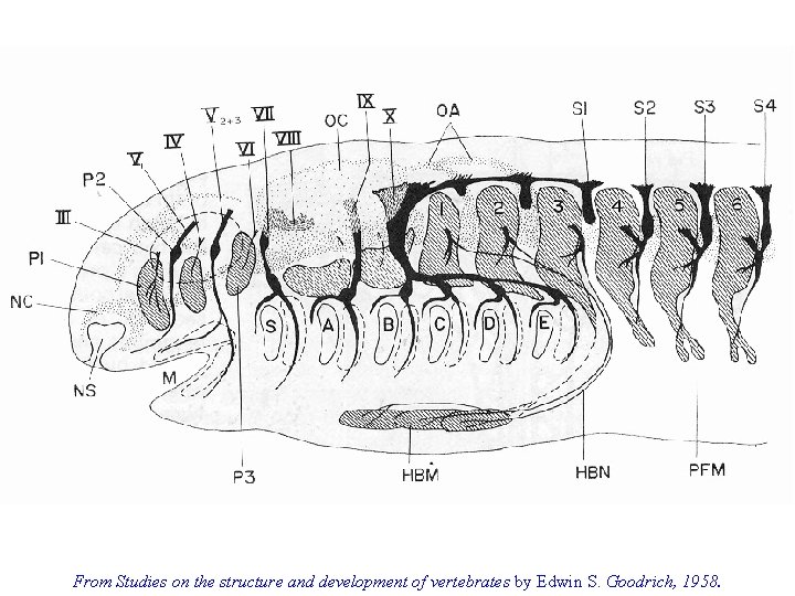 From Studies on the structure and development of vertebrates by Edwin S. Goodrich, 1958.