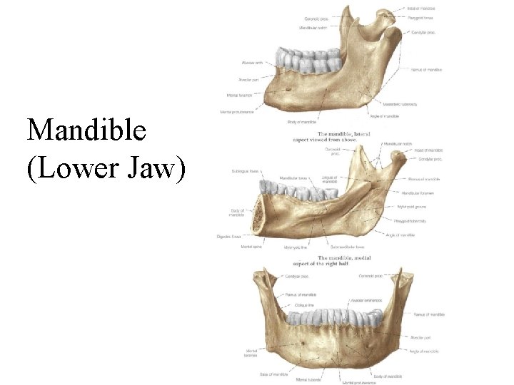 Mandible (Lower Jaw) 