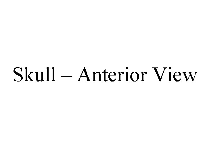 Skull – Anterior View 