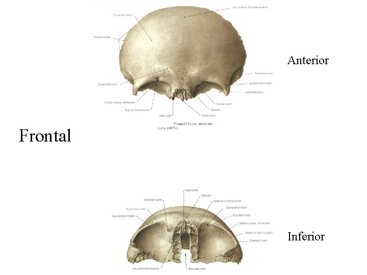 Anterior Frontal Inferior 