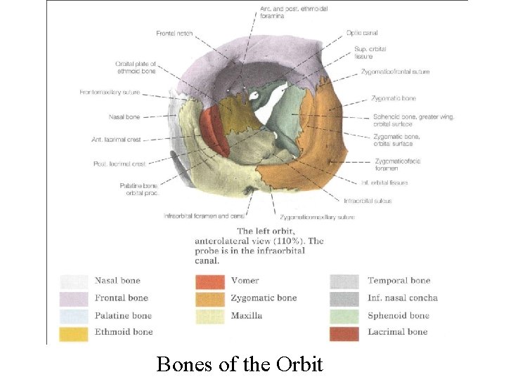 Bones of the Orbit 