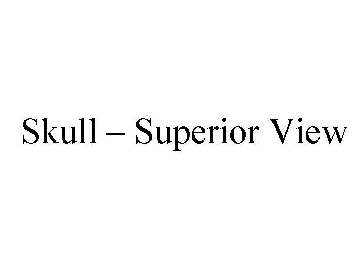 Skull – Superior View 