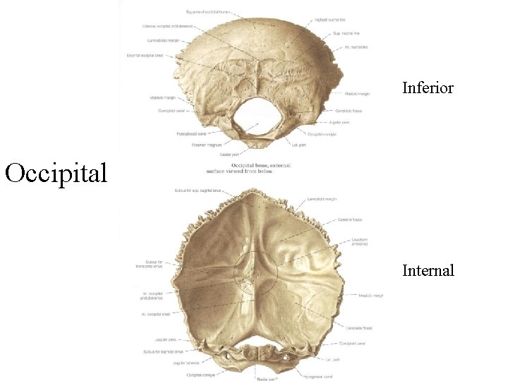 Inferior Occipital Internal 