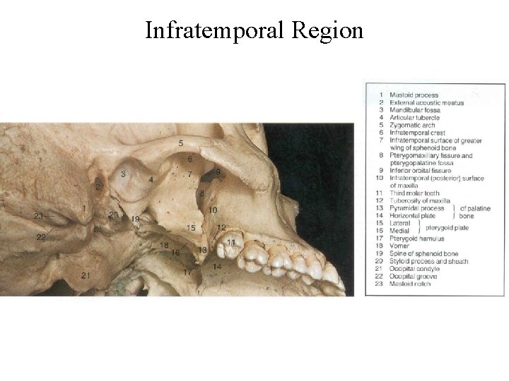 Infratemporal Region 