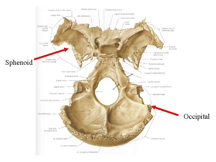 Sphenoid Occipital 