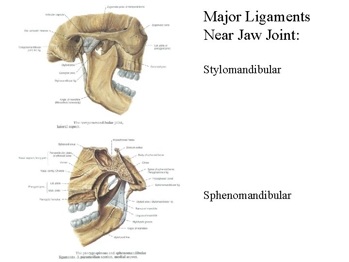 Major Ligaments Near Jaw Joint: Stylomandibular Sphenomandibular 