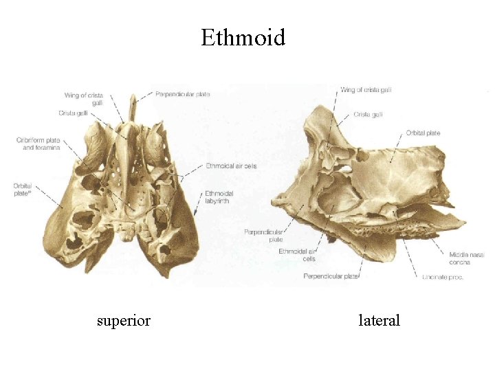Ethmoid superior lateral 