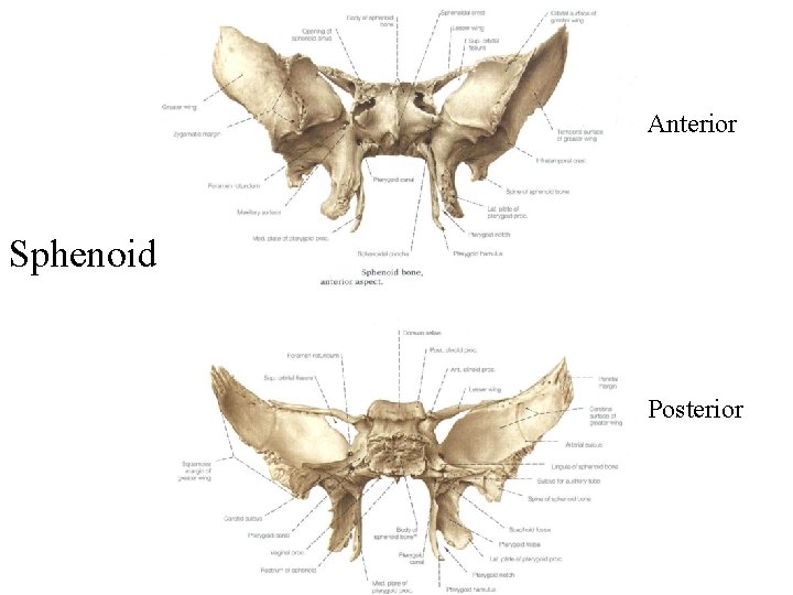 Anterior Sphenoid Posterior 