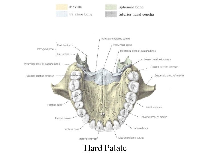 Hard Palate 