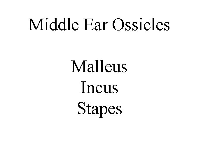 Middle Ear Ossicles Malleus Incus Stapes 