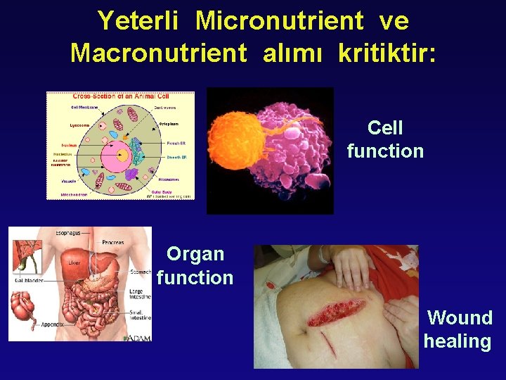 Yeterli Micronutrient ve Macronutrient alımı kritiktir: Cell function Organ function Wound healing 