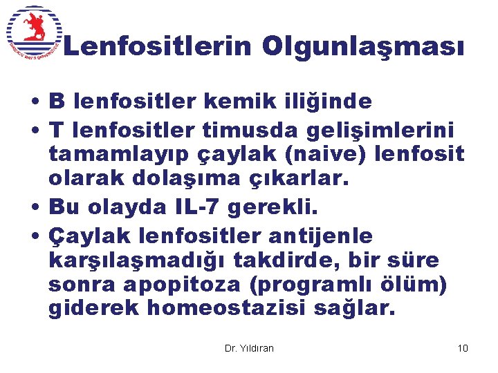 Lenfositlerin Olgunlaşması • B lenfositler kemik iliğinde • T lenfositler timusda gelişimlerini tamamlayıp çaylak