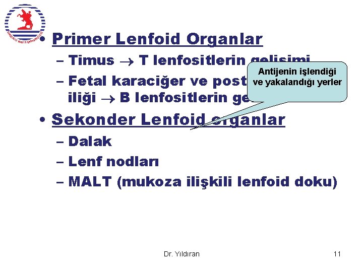  • Primer Lenfoid Organlar – Timus T lenfositlerin gelişimi Antijenin işlendiği ve yakalandığı