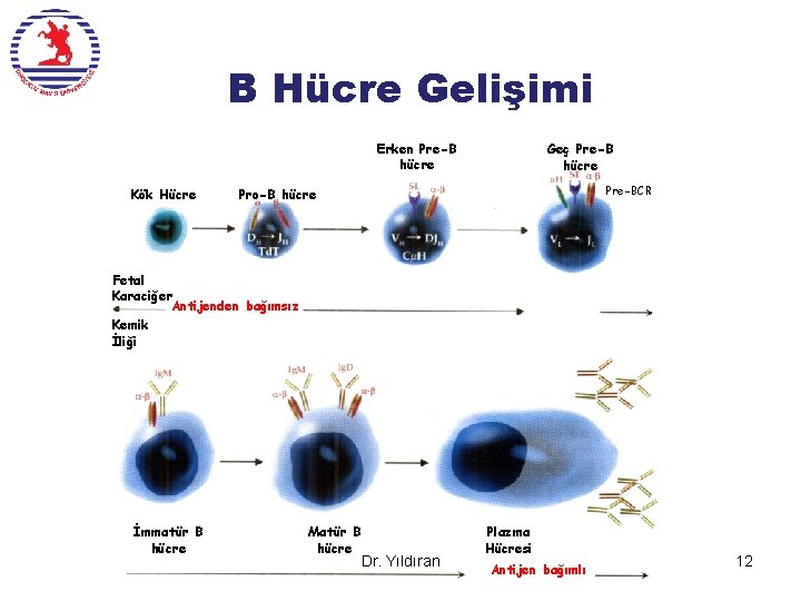 B Hücre Gelişimi Erken Pre-B hücre Kök Hücre Geç Pre-B hücre Pre-BCR Pro-B hücre
