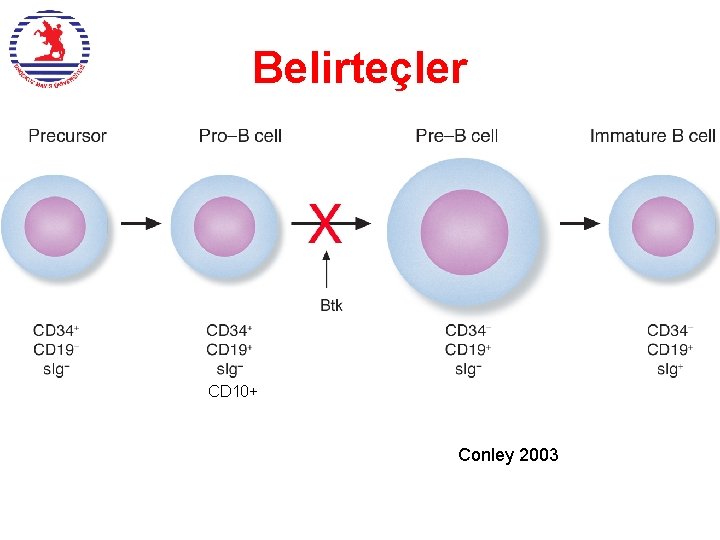 Belirteçler CD 10+ Conley 2003 
