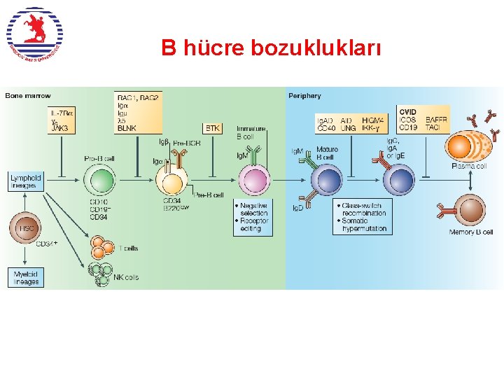 B hücre bozuklukları 